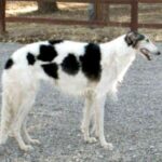 Borzoi