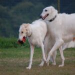 Borzoi