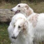 Borzoi