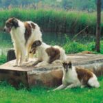 Borzoi