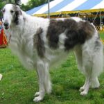 Borzoi
