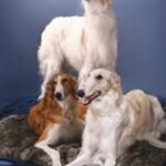 Borzoi