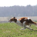 Borzoi