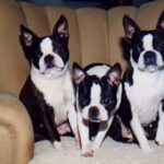 Boston Terrier