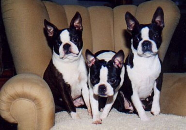 Boston Terrier