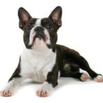 Boston Terrier
