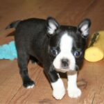 Boston Terrier