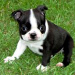 Boston Terrier