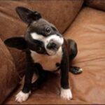 Boston Terrier