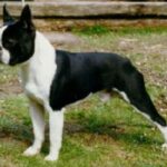 Boston Terrier