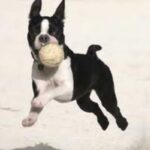 Boston Terrier