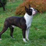 Boston Terrier
