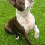 Boston Terrier