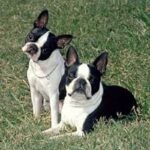 Boston Terrier