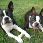 Boston Terrier