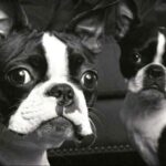 Boston Terrier