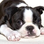 Boston Terrier