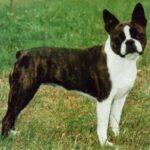 Boston Terrier