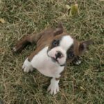 Boston Terrier