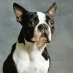 Boston Terrier