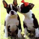 Boston Terrier