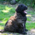 Bouvier Des Flandres