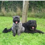 Bouvier Des Flandres