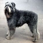 Bouvier Des Flandres