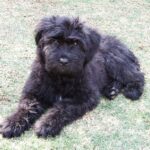 Bouvier Des Flandres