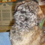 Bouvier Des Flandres