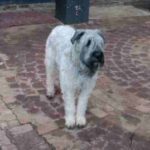 Bouvier Des Flandres