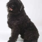 Bouvier Des Flandres