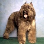 Bouvier Des Flandres
