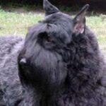 Bouvier Des Flandres
