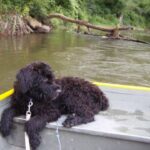 Bouvier Des Flandres
