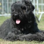 Bouvier Des Flandres