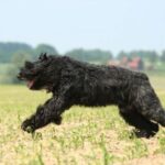 Bouvier Des Flandres