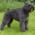 Bouvier Des Flandres