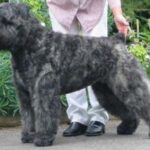 Bouvier Des Flandres