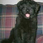 Bouvier Des Flandres