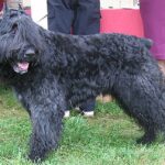 Bouvier Des Flandres