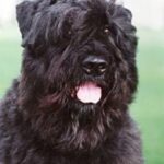 Bouvier Des Flandres