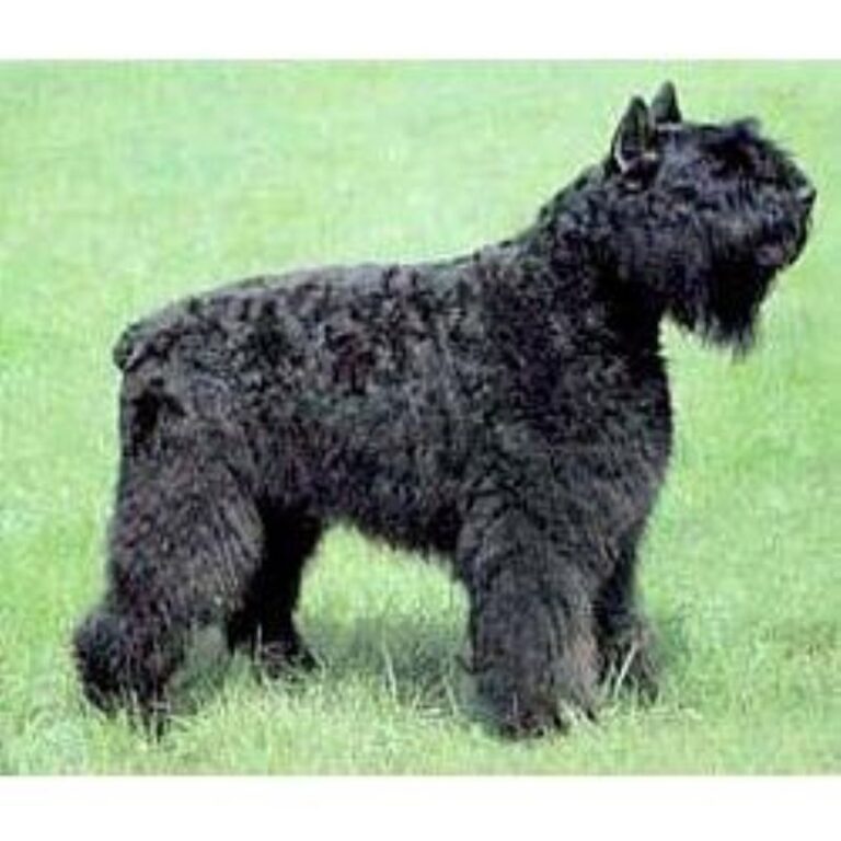 Bouvier Des Flandres