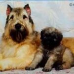 Bouvier Des Flandres