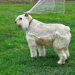 Bouvier Des Flandres