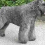 Bouvier Des Flandres