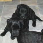 Bouvier Des Flandres