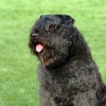 Bouvier Des Flandres