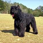 Bouvier Des Flandres