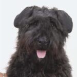 Bouvier Des Flandres
